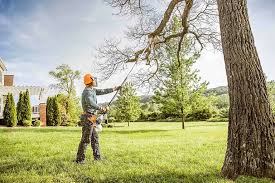 Best Fruit Tree Pruning  in Maquoketa, IA