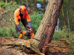 Maquoketa, IA  Tree Services Company